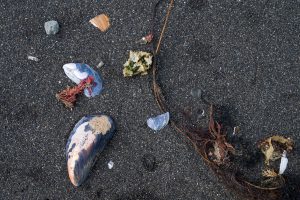 Treasure on the beach