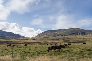 Icelandic Landsscape